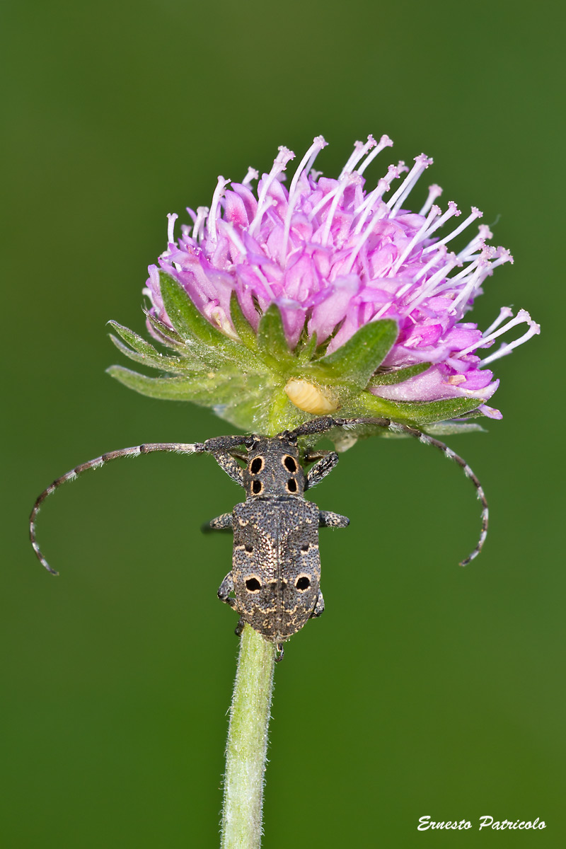 Mesosa curculionoides